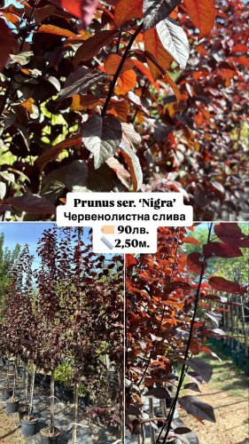 prunus ser. nigra 90